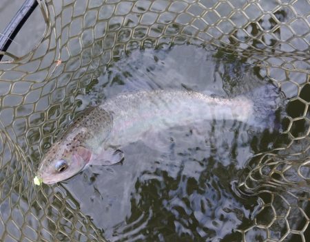 ボトム狙いで好調続く大安トラウトレイク